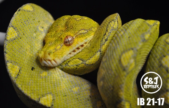 2021 Uscbb Gtp Green Tree Python by S&J Reptiles