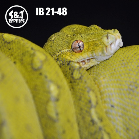 2021 Uscbb Gtp Green Tree Python by S&J Reptiles