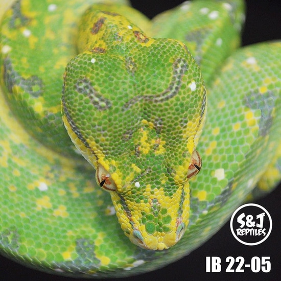 USCBB 2022 Male GTP Green Tree Python by S&J Reptiles
