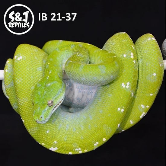 2021 USCBB Male Aru GTP Green Tree Python by S&J Reptiles