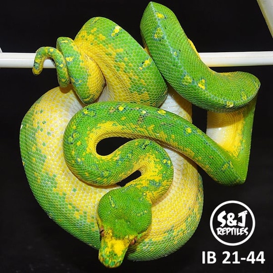 2021 USCBB Male GTP Green Tree Python by S&J Reptiles