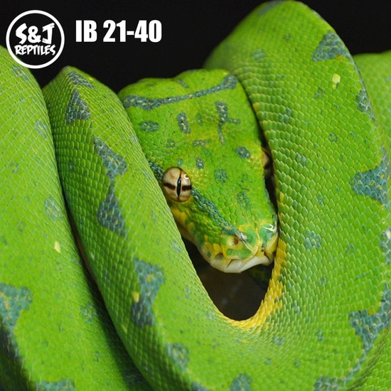 2021 USCBB Male GTP Green Tree Python by S&J Reptiles