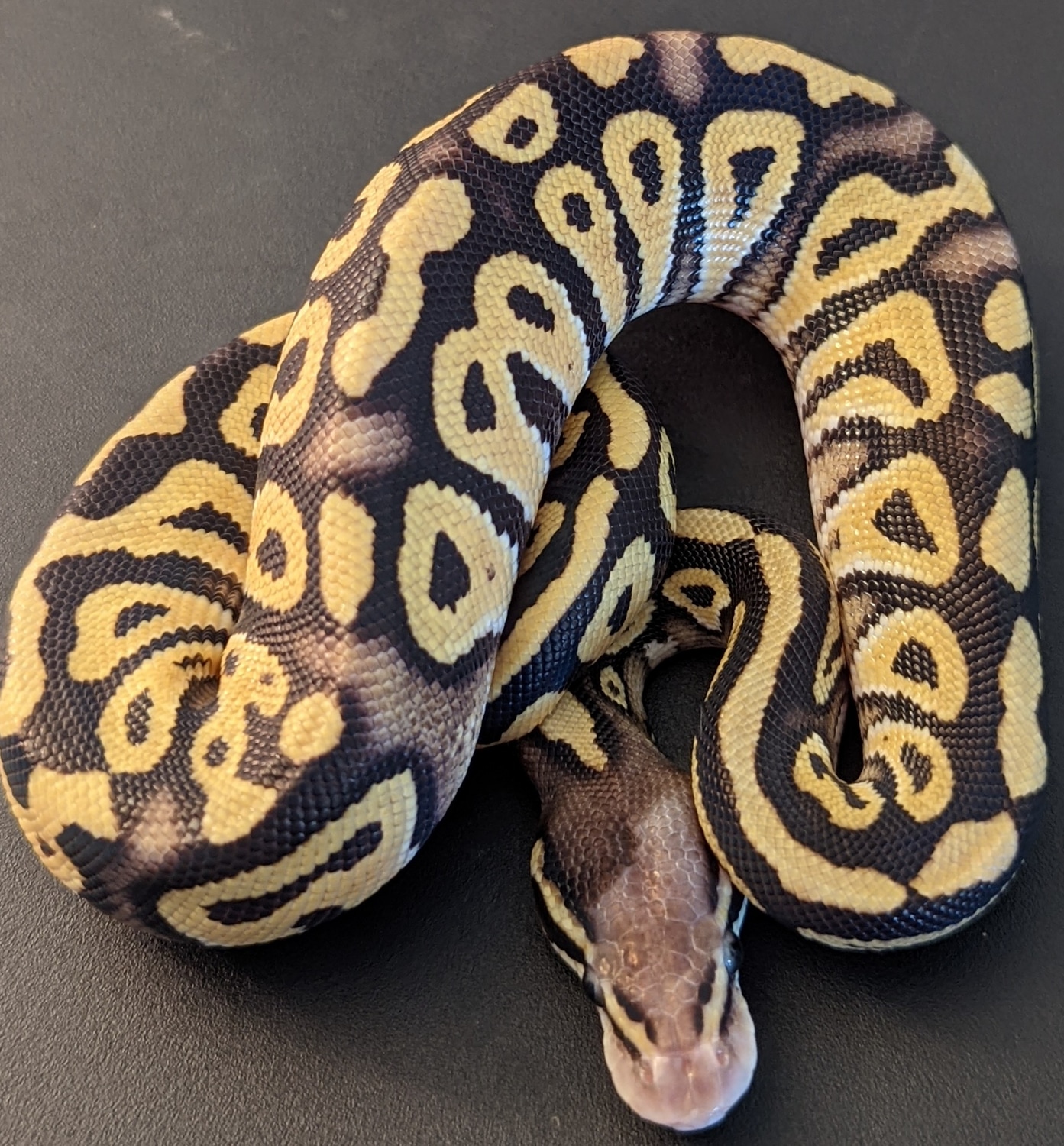 Pastel Phantom Ball Python by SJS Exotics - MorphMarket
