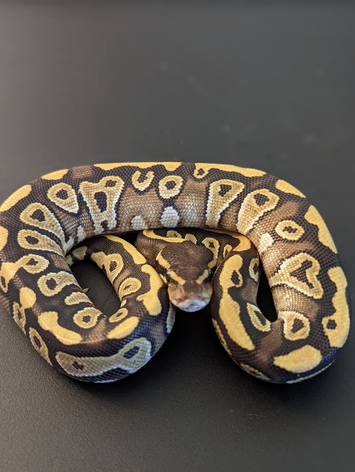 Mojave Ball Python by SJS Exotics - MorphMarket