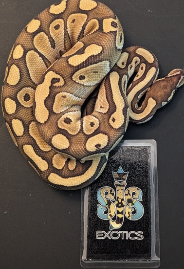 Butter Yellowbelly Ball Python by SJS Exotics