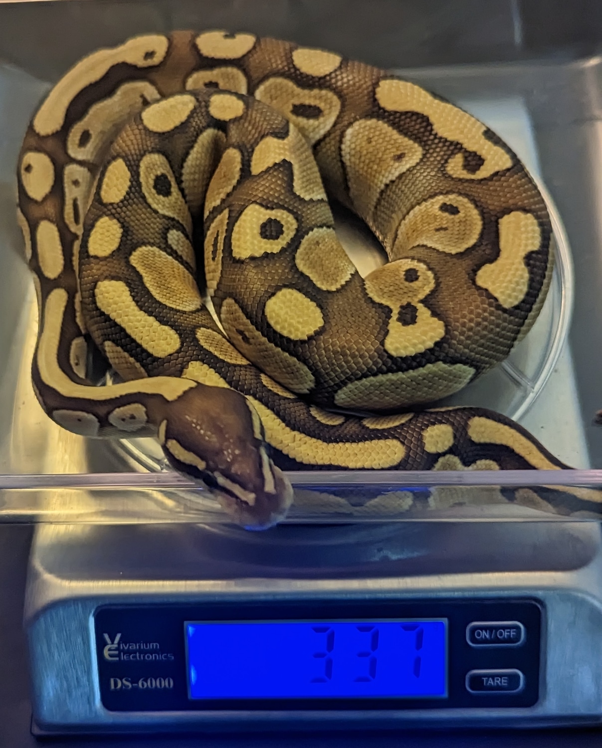 Butter Yellowbelly Ball Python by SJS Exotics - MorphMarket