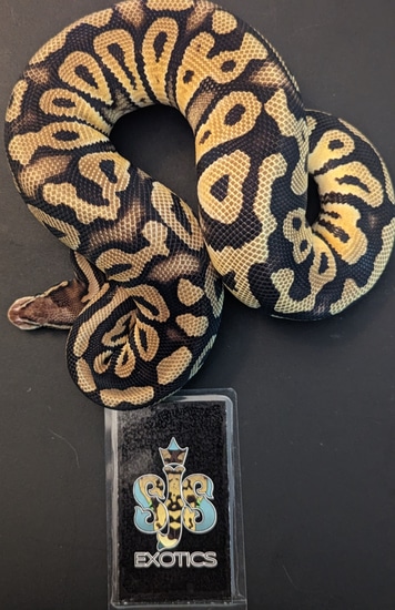 Pastel Phantom Ball Python by SJS Exotics