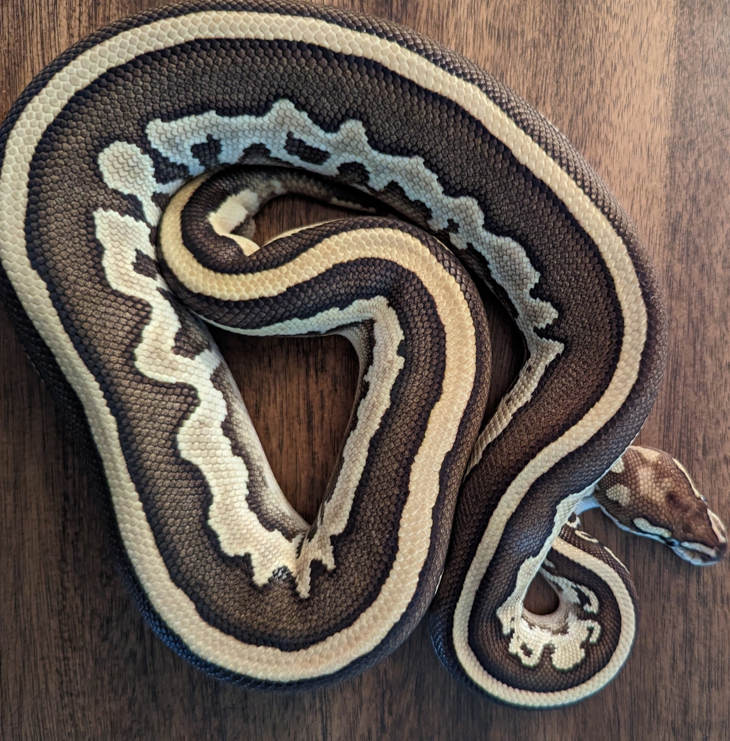 Lesser Leopard. Ball Python by SJS Exotics - MorphMarket