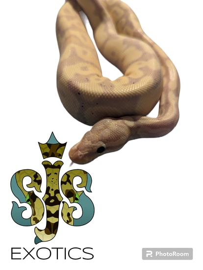 Banana VPI Ball Python by SJS Exotics
