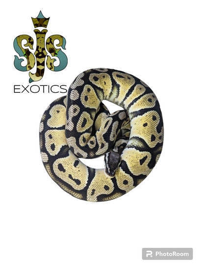 2021 Pastel Het DG Proven Ball Python by SJS Exotics