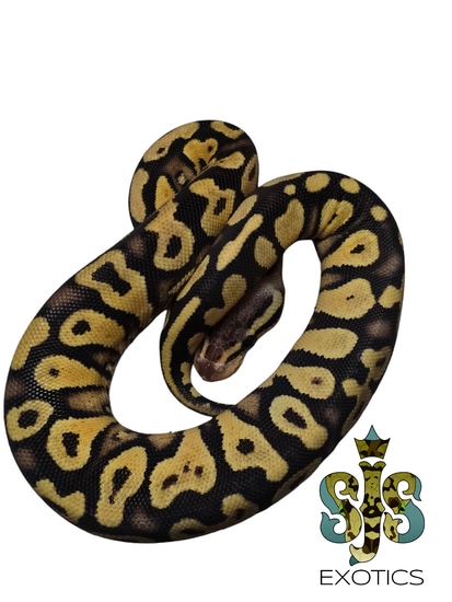 Pastave Yb/asphalt Ball Python by SJS Exotics