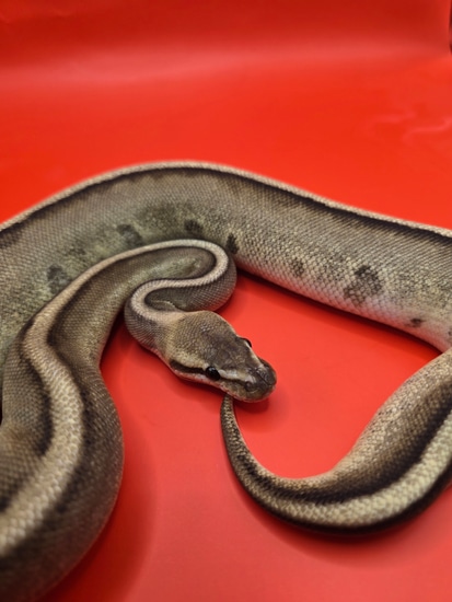 Fire Yb Od Gstripe Ball Python by SJS Exotics