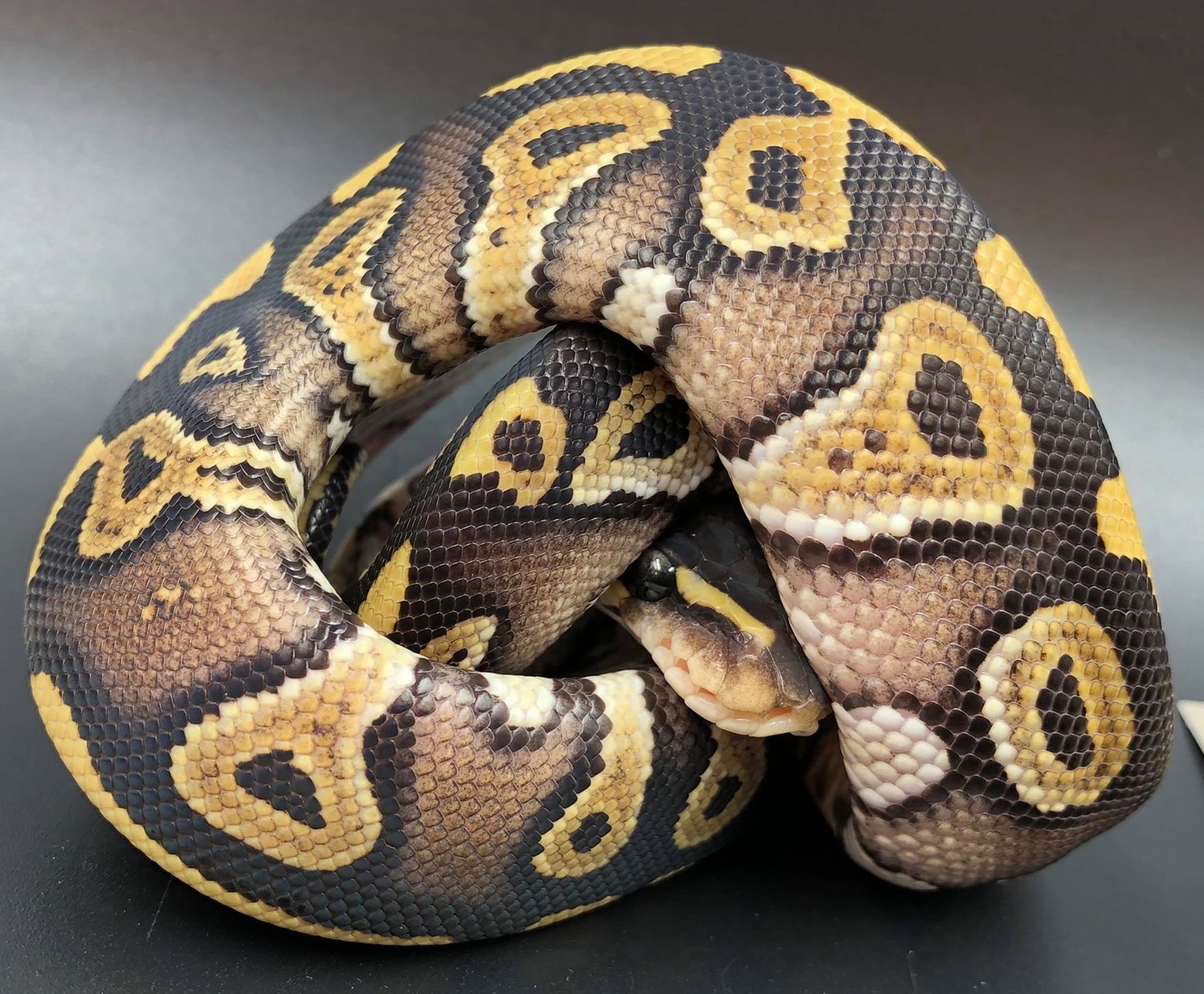 On HOLD For Douglas 2020 Mojave Yellowbelly And/or Gold Blush Male ID