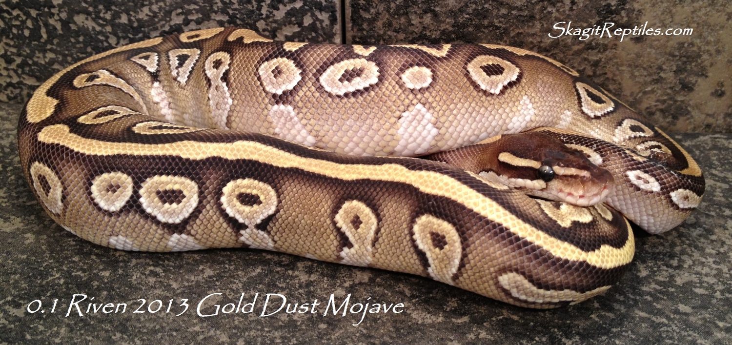 13.Riven A Gold Blush Mojave Ball Python by Skagit Reptiles MorphMarket