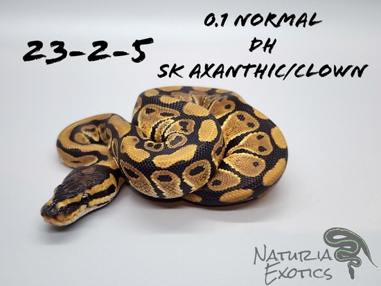Normal DH SK Axanthic/Clown Ball Python by Naturia Exotics