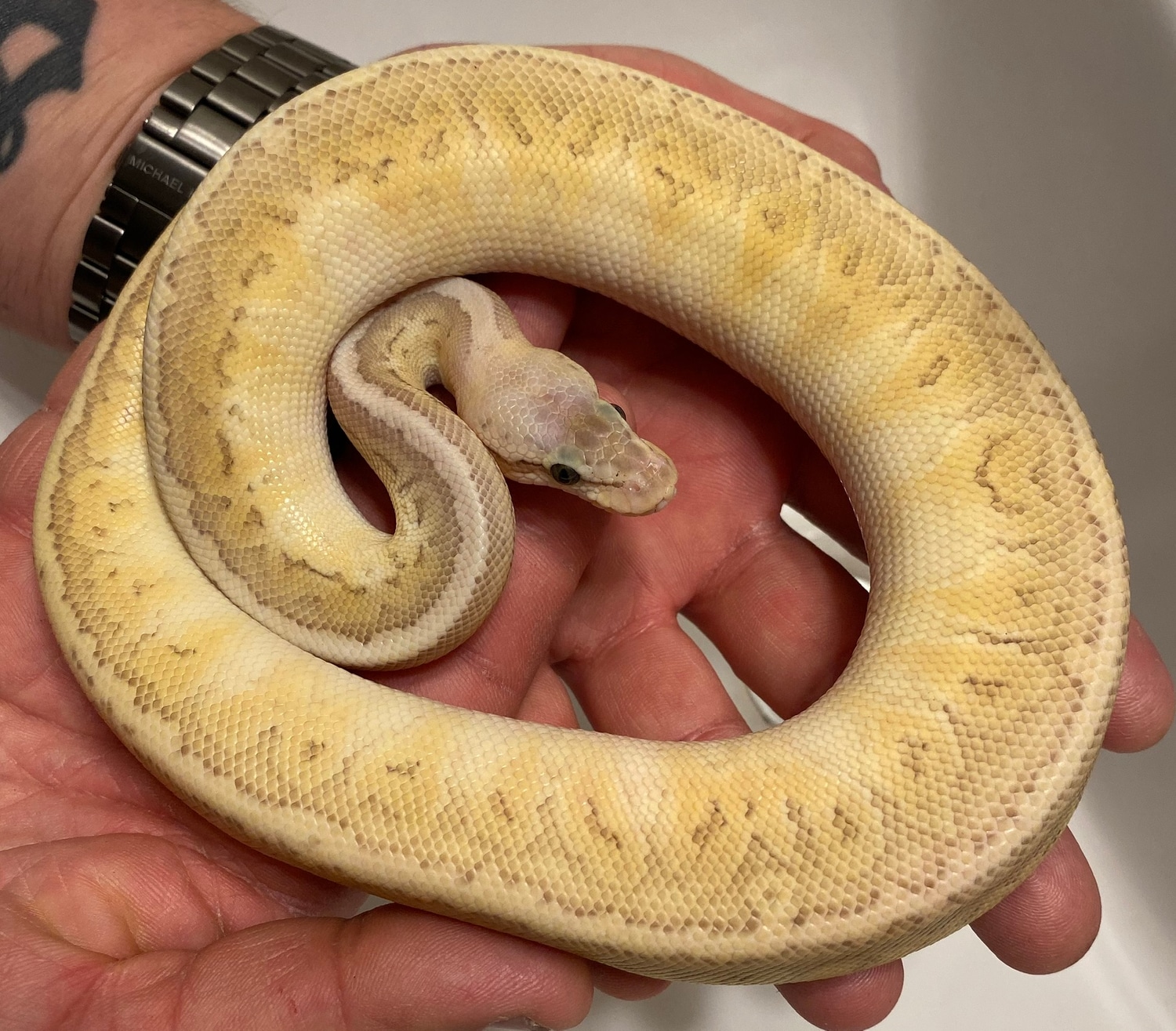 Sterling Kingpin Male Ball Python by SKB Exotics - MorphMarket