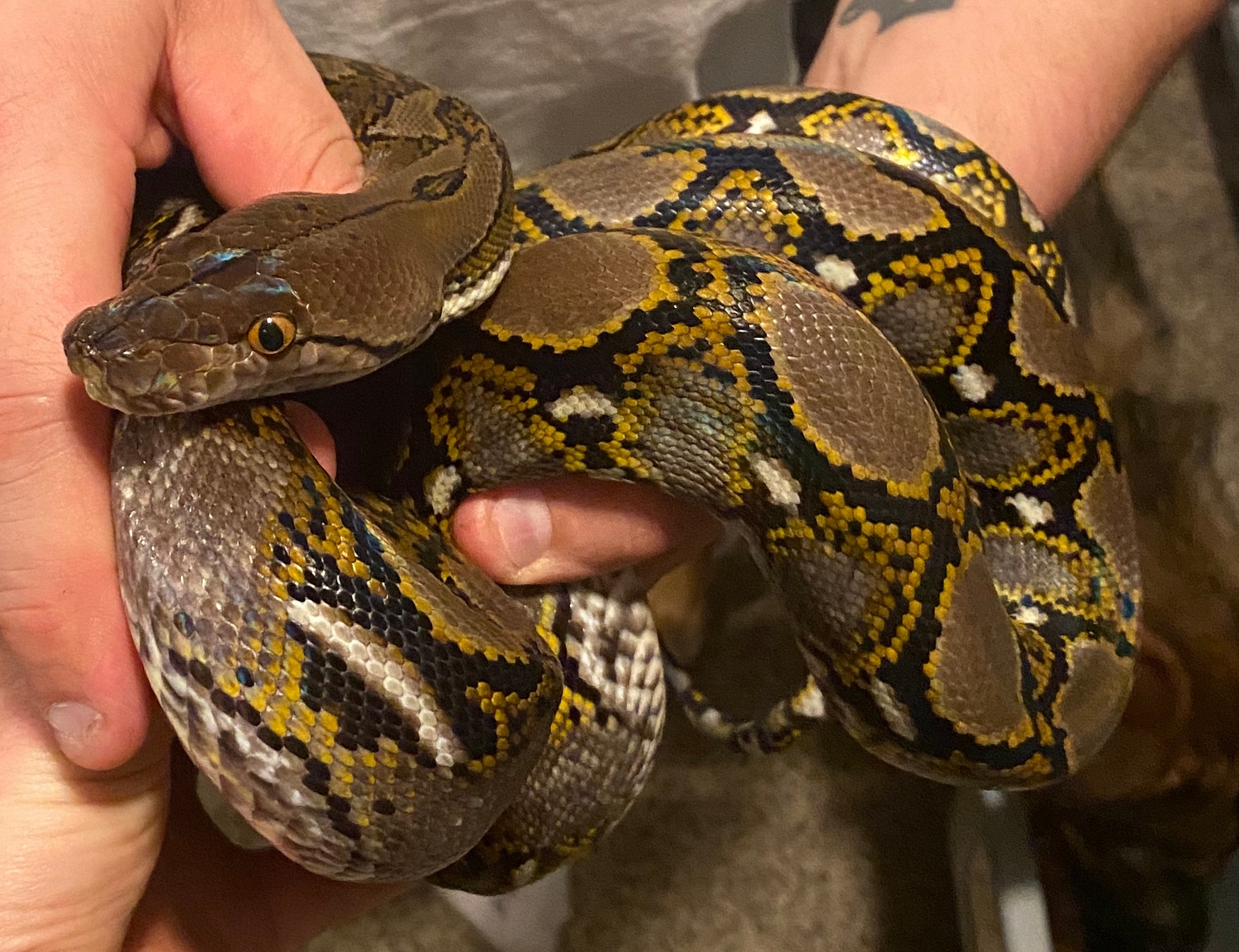 Dwarf/Super Dwarf Reticulated Python by SKB Exotics - MorphMarket