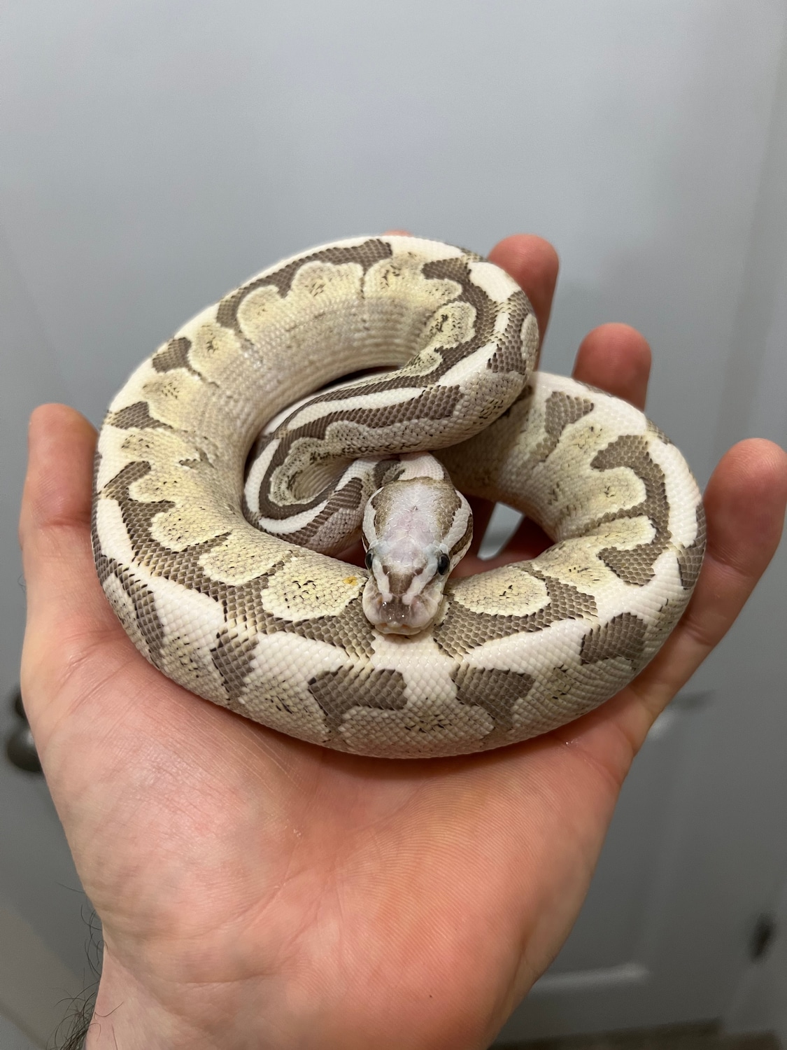 Super Vanilla Bamboo Ball Python by SKB Exotics - MorphMarket