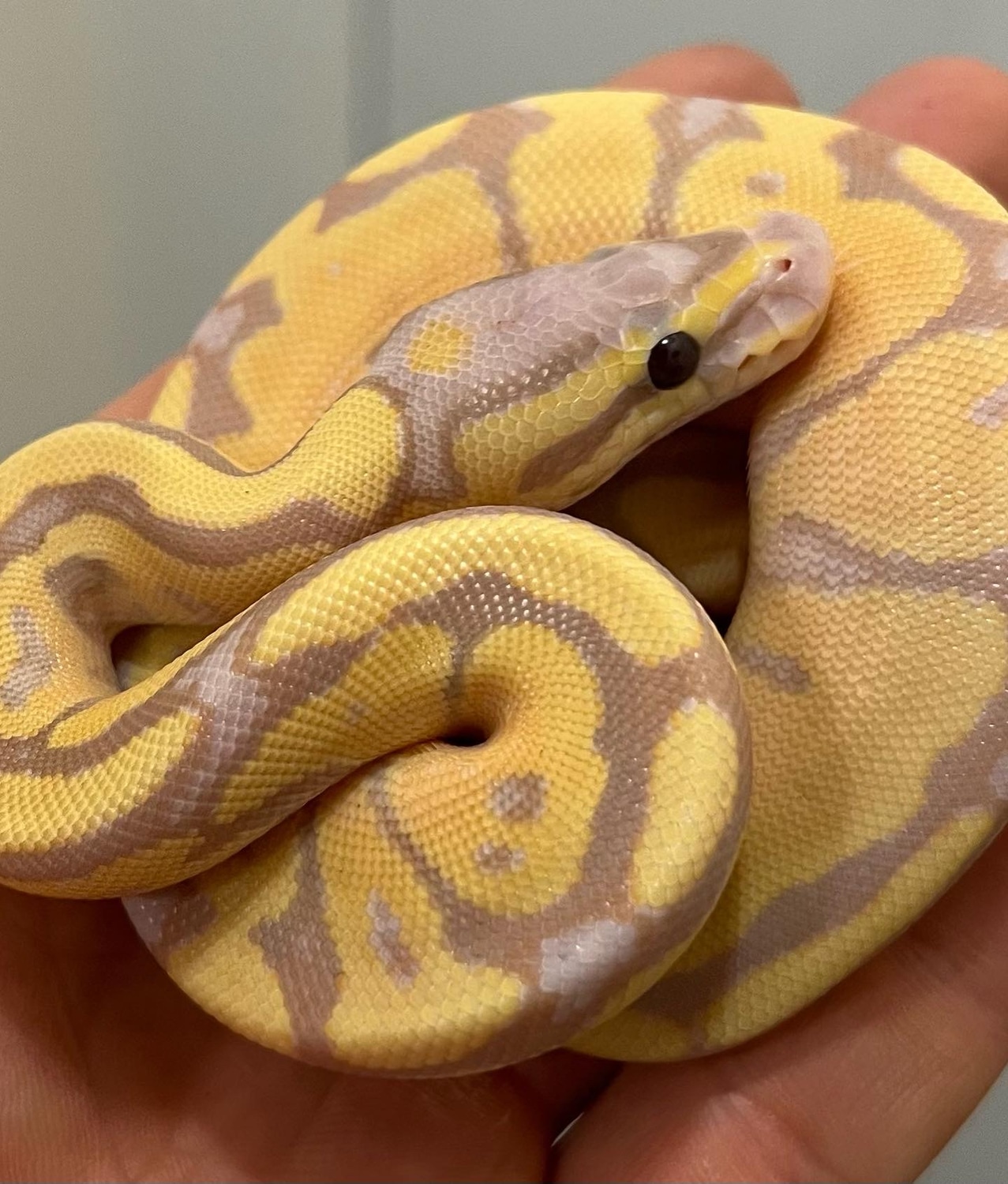 Banana Pastel Fire Enchi Ball Python by SKB Exotics - MorphMarket