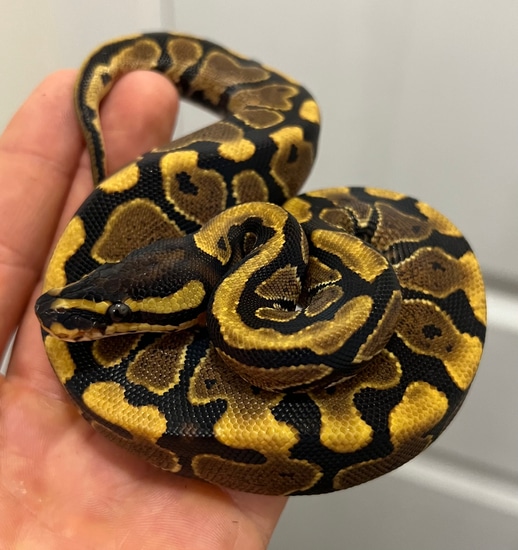 Yellowbelly Or Specter Ball Python by SKB Exotics