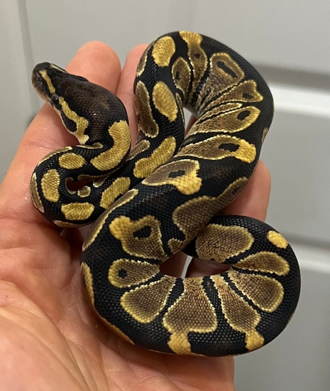 Yellowbelly Or Asphalt Ball Python by SKB Exotics