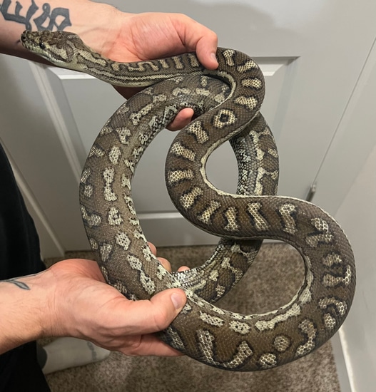 Brisbane Pair Coastal Carpet Python by SKB Exotics