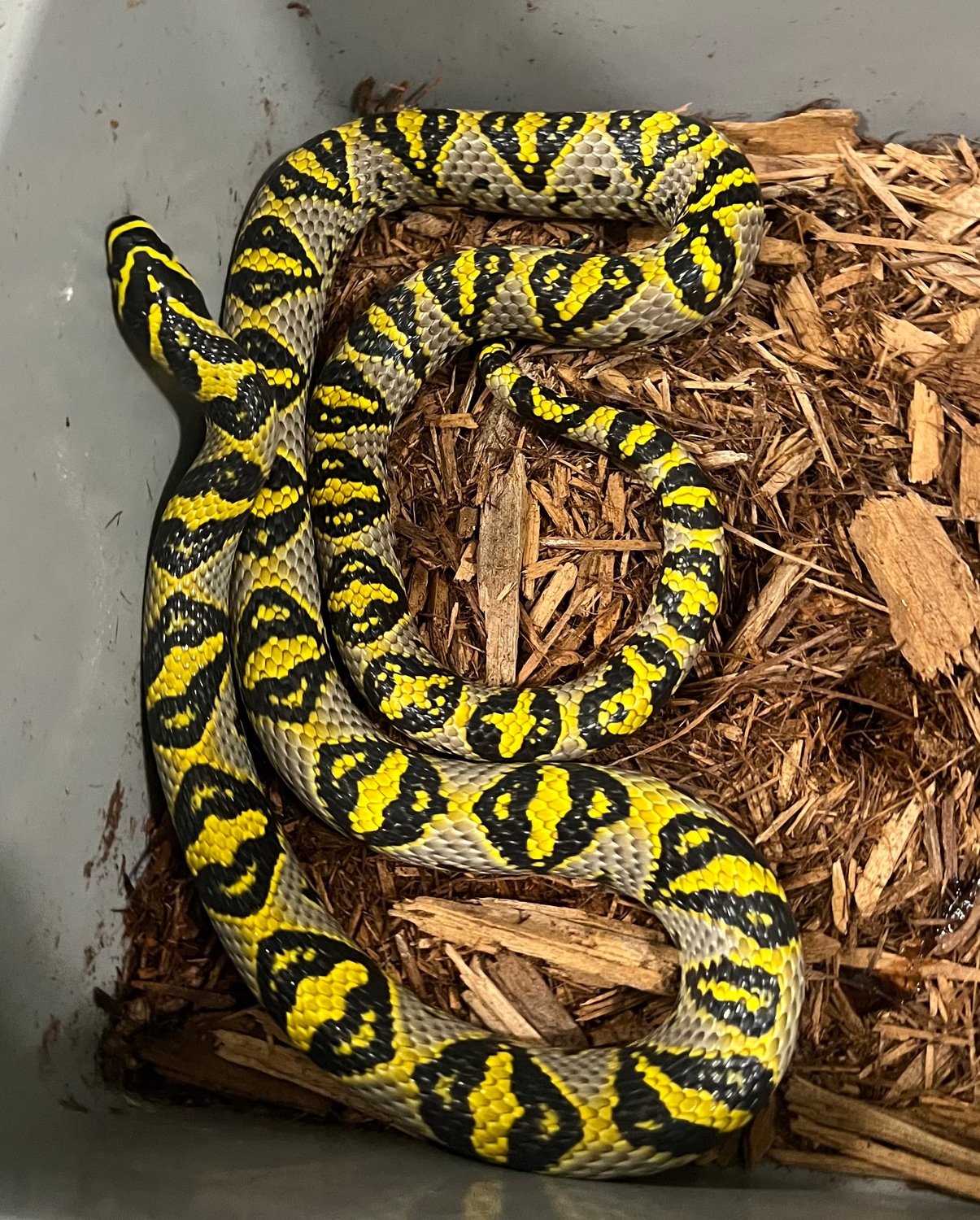 Mandarin Rat Snake by SKB Exotics - MorphMarket