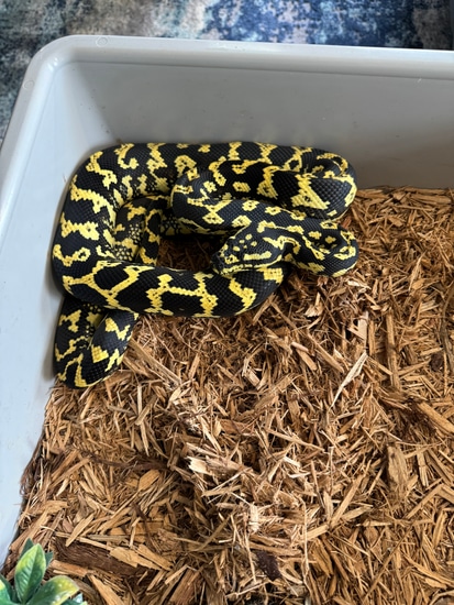 Unrelated Pure Jungle Pair Jungle Carpet Python by SKB Exotics