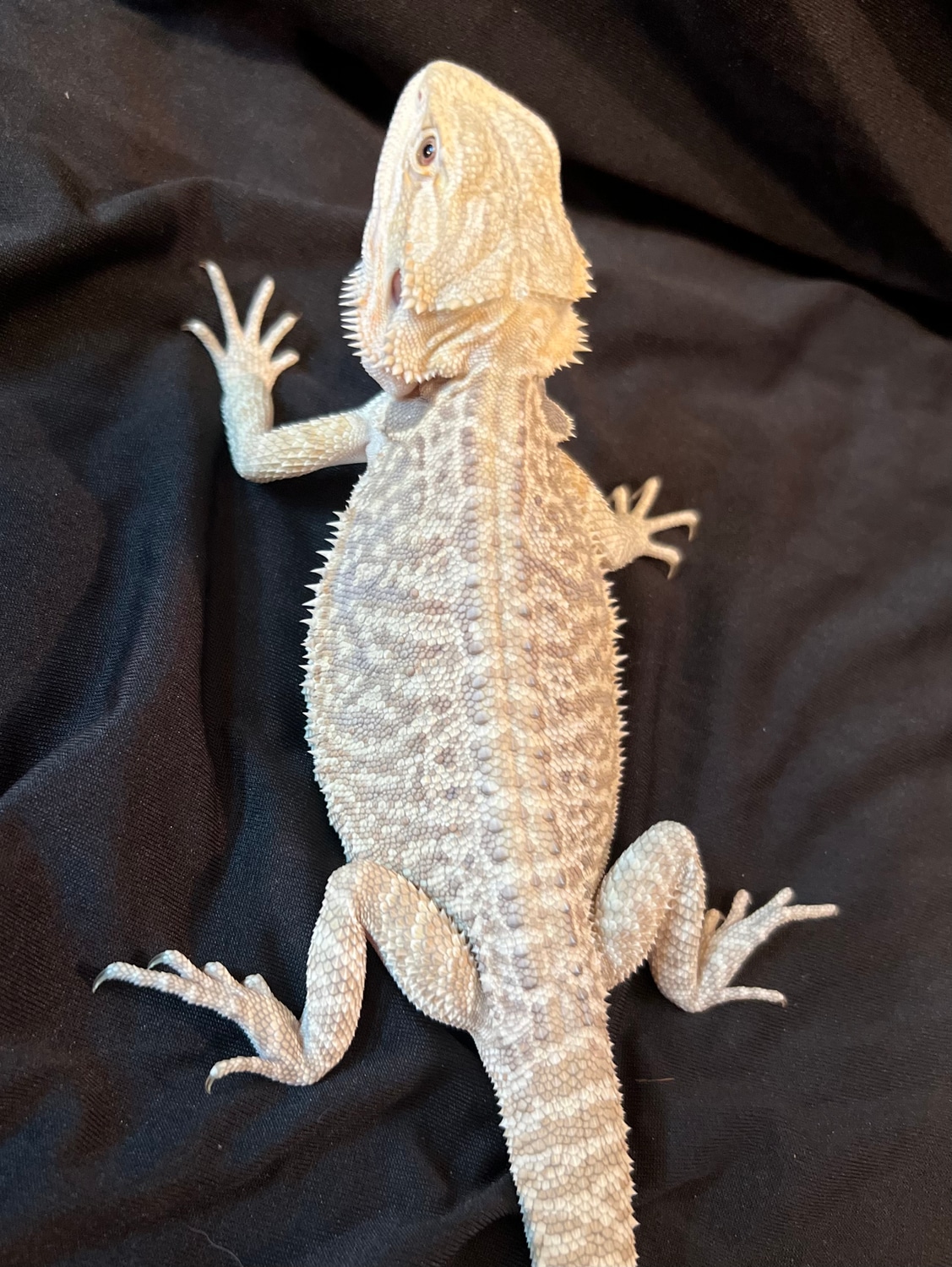 White Hypo Central Bearded Dragon by Nettle & Creek Reptiles MorphMarket
