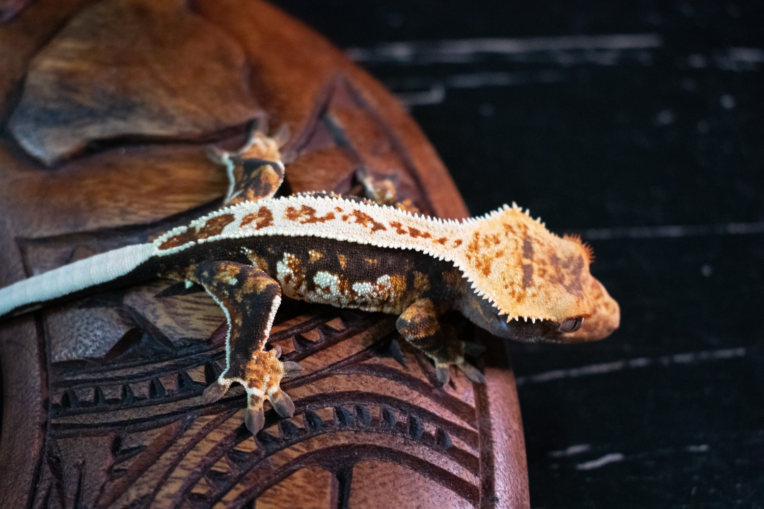 Tricolor Pinstripe Crested Gecko By Kaimana Geckos MorphMarket Tricolor Pinstripe Crested Gecko By Kaimana Geckos MorphMarket