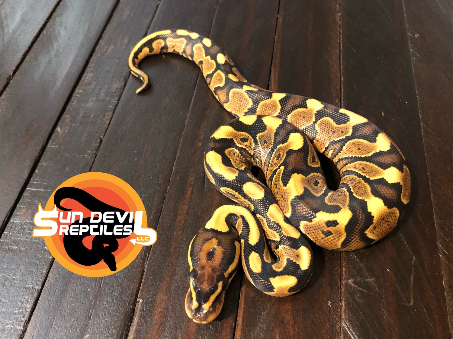 Yellow Belly Special Ball Python by Sun Devil Reptiles LLC - MorphMarket