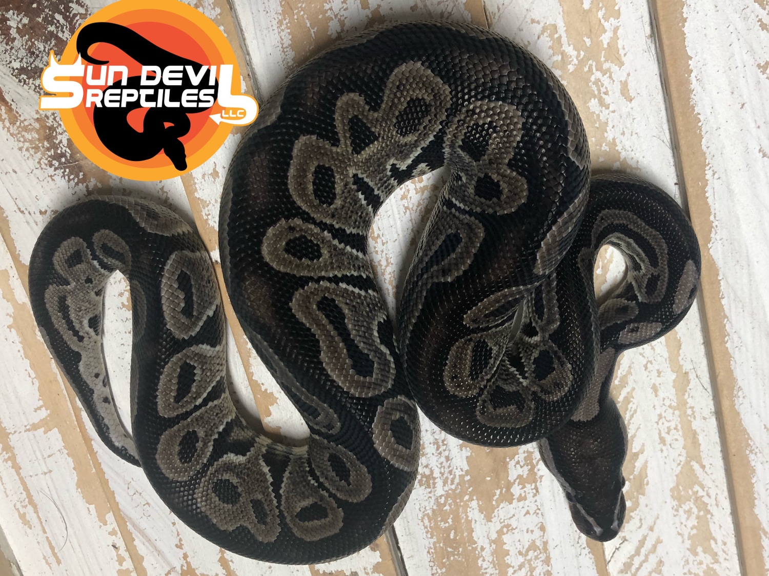 Het Red Axanthic VPI Axanthic Ball Python by Sun Devil Reptiles LLC ...
