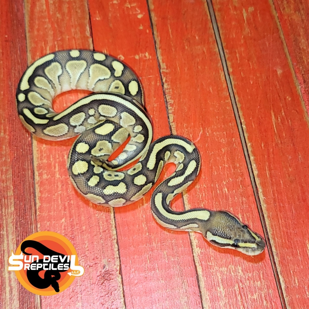 Lesser Enchi Poss Yellow Belly/Asphalt Male Ball Python by Sun Devil