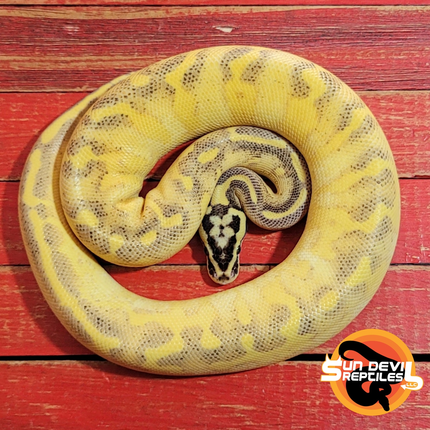 Pastel Enchi Freeway Ball Python by Sun Devil Reptiles LLC MorphMarket
