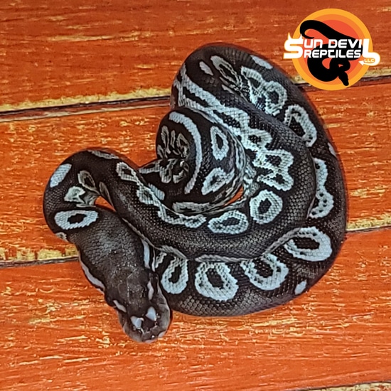 Red Axanthic VPI Axanthic Yellow Belly Ball Python by Sun Devil ...