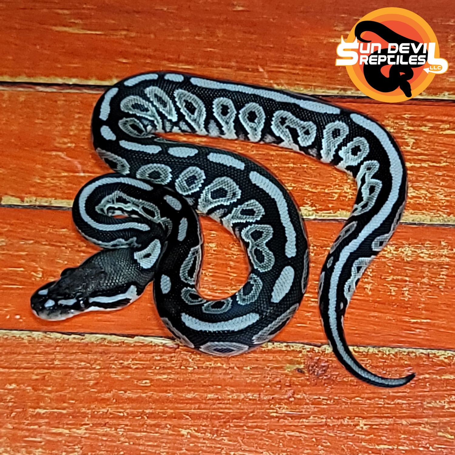 Red Axanthic VPI Axanthic Yellow Belly Ball Python by Sun Devil ...