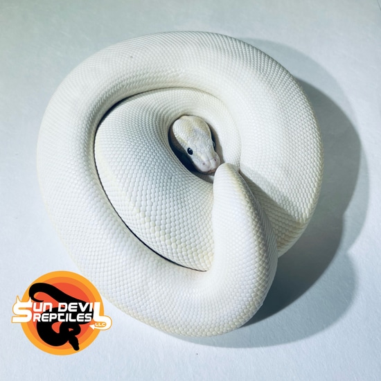 ivory female ball python by sun devil reptiles llc -... Butter Leopard Ivory Ball Python by Sun Devil Reptiles LLC