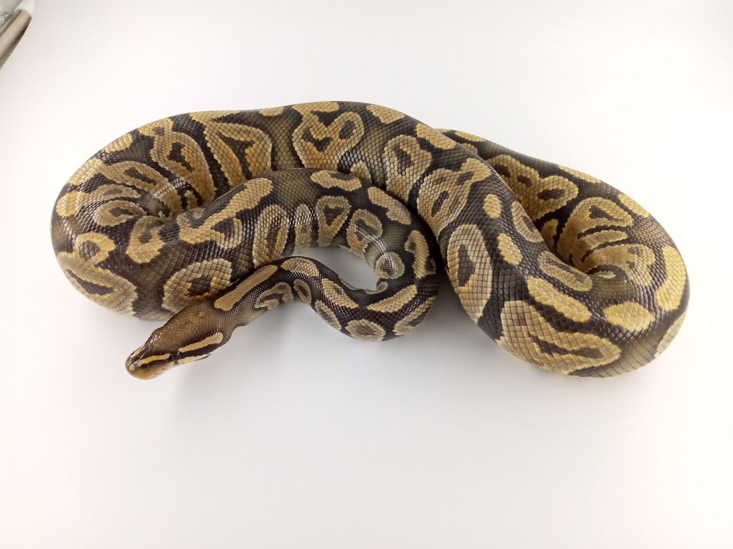 African Import 11 "Dark Hypo" Ball Python by Skip's Termite Mound