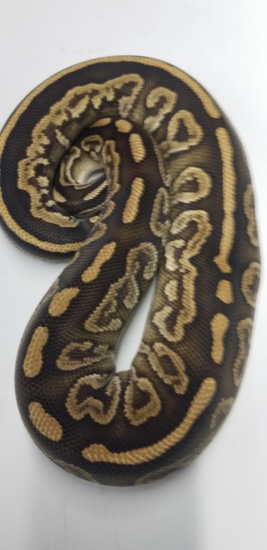 Black Pastel Phantom Ball Python by Kirranes cryptic constrictors