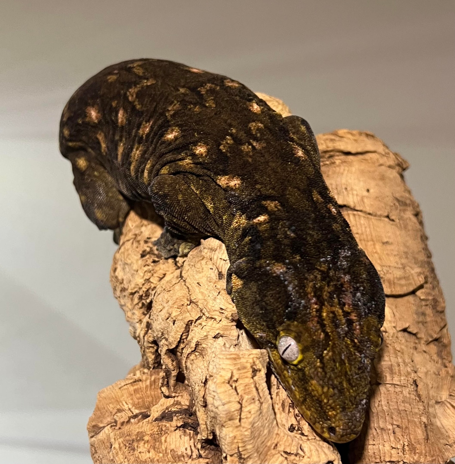 Darth Maul Cross Leachianus Gecko by Grand Cru Reptiles MorphMarket