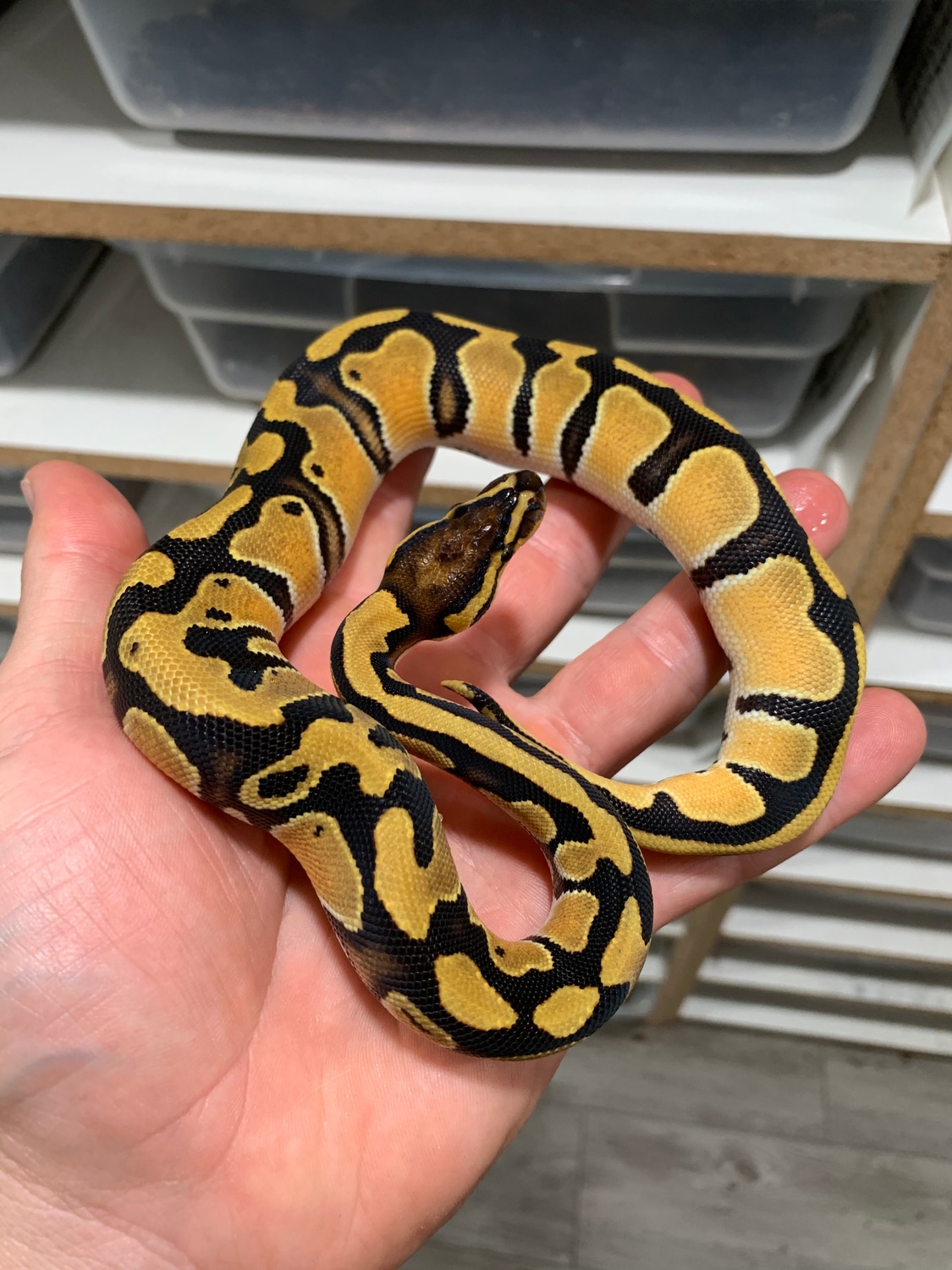 Super Orange Dream Het Clown Ball Python by Rosianna’s Royals - MorphMarket