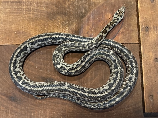 Striped Spotted Python by Flora and Reptilia