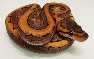 Fire Pinstripe (Firing Pin) Ball Python by SH Pythons