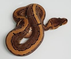 Fire Pinstripe (Firing Pin) Ball Python by SH Pythons