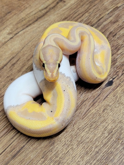 Banana Pied Ball Python by SH Pythons