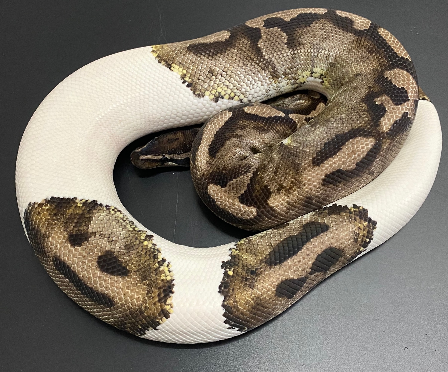 Panther Axanthic Vpi Pied Ball Python by Slash Reptyles - MorphMarket