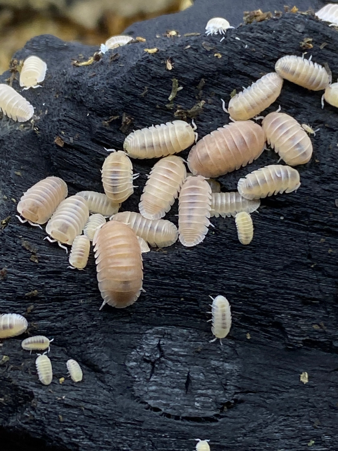 10 Count Of Cubaris Murina Papaya Isopod by Slaters Cottage MorphMarket