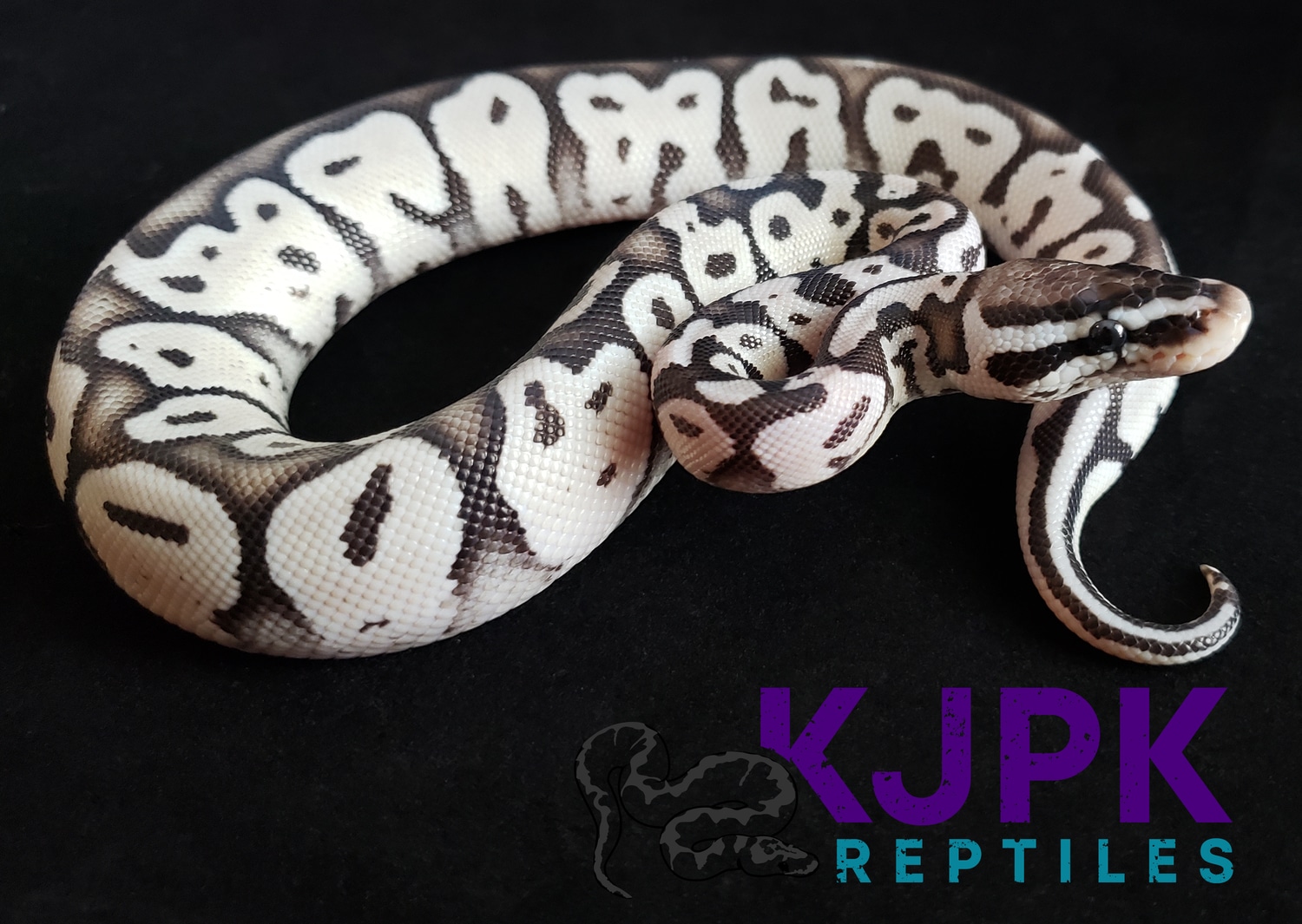 Super Pastel VPI Axanthic Ball Python by KJPK Reptiles - MorphMarket