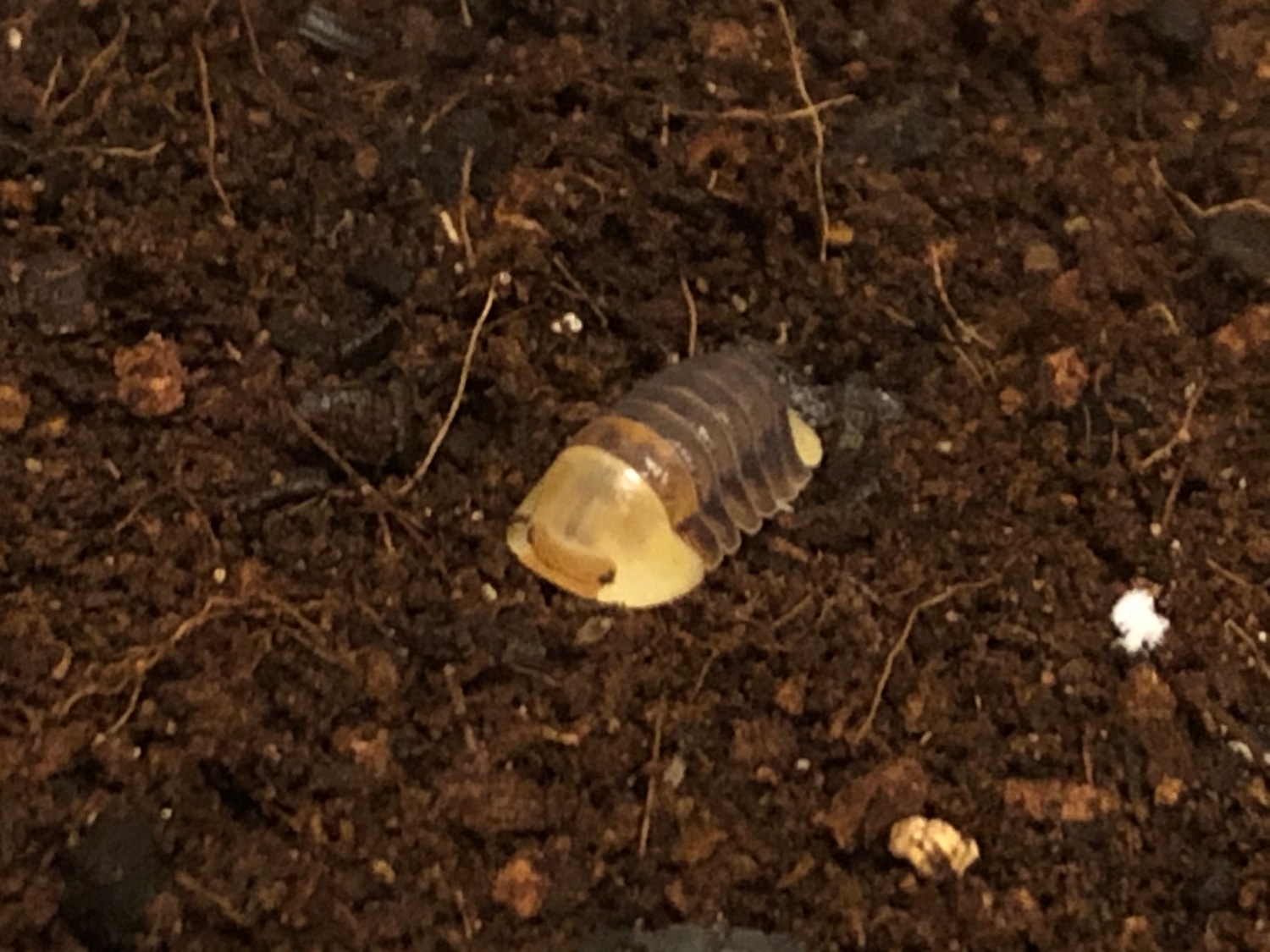 🎄Free Shipping 20 Rubber Ducky Cubaris Sp Isopod by Fireside Morphs