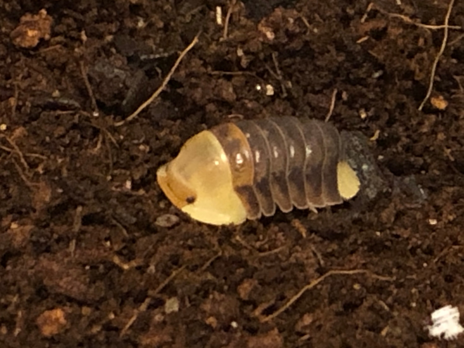 Cubaris Rubber Ducky 5 Ct Isopod by Fireside Morphs MorphMarket